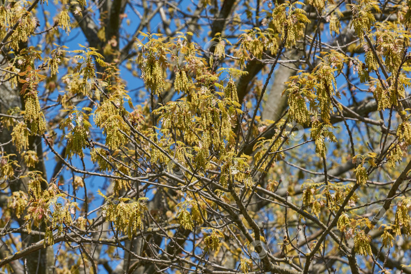 Скачать Красный дуб (лат. Quercus rubra) цветет, распуская соцветия. фотосток Ozero