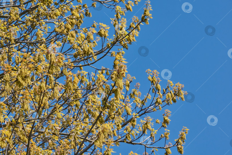 Скачать Красный дуб (лат. Quercus rubra) цветет, распуская соцветия. фотосток Ozero