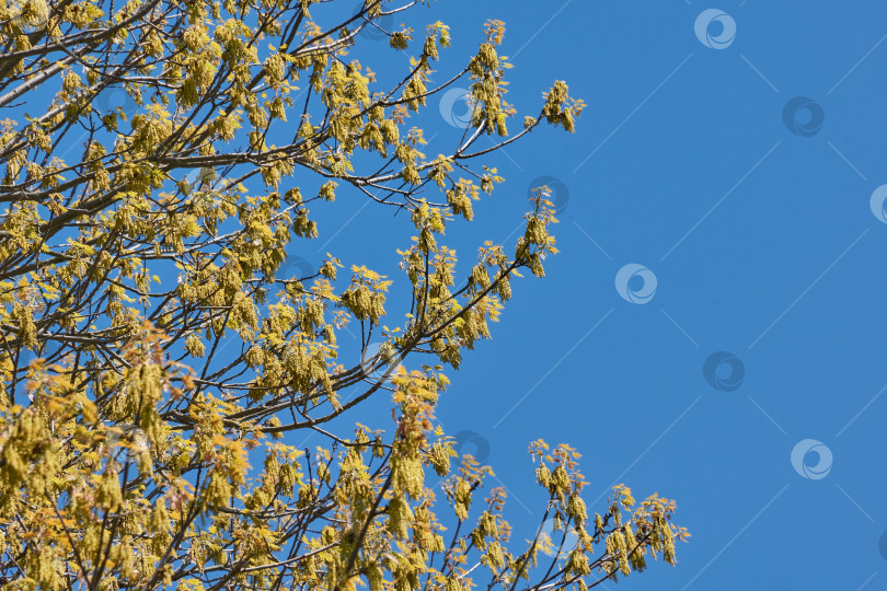 Скачать Красный дуб (лат. Quercus rubra) цветет, распуская соцветия. фотосток Ozero