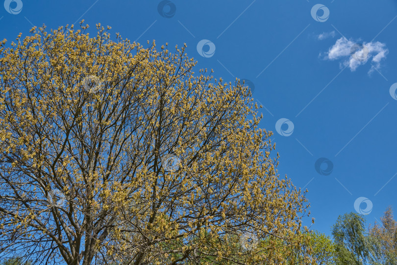 Скачать Красный дуб (лат. Quercus rubra) цветет, распуская соцветия. фотосток Ozero