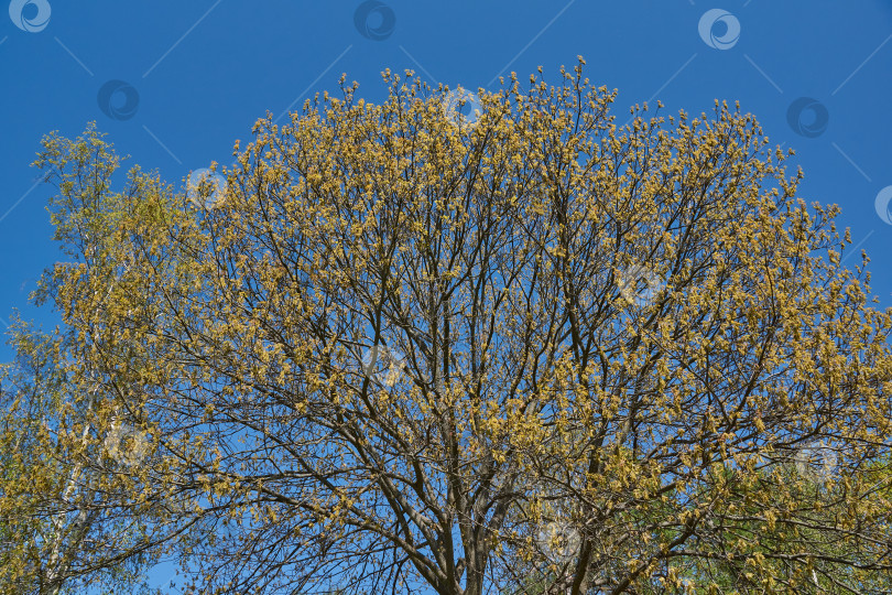 Скачать Красный дуб (лат. Quercus rubra) цветет, распуская соцветия. фотосток Ozero
