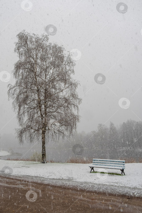 Скачать береза и скамейка во время внезапного снегопада фотосток Ozero