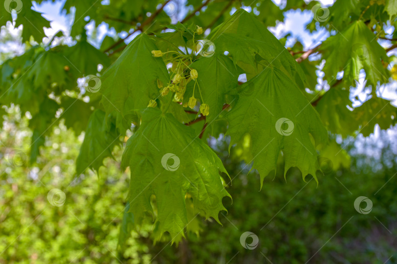 Скачать Молодые цветки и листья клена. фотосток Ozero