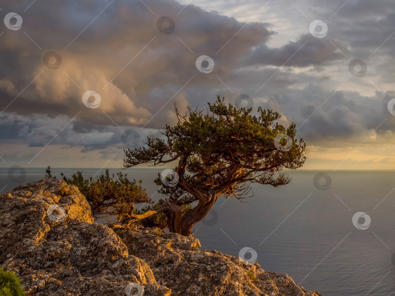 Скачать сосна на берегу моря во время впечатляющего заката фотосток Ozero