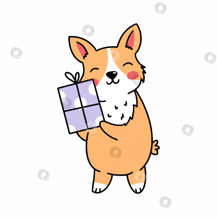 Скачать Симпатичная собачка корги держит подарок в руках. Элемент декора открытки. фотосток Ozero