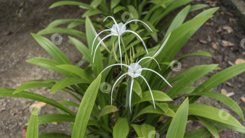 Скачать Красивый белый цветок hymenocallis littoralis - пляжная паучья лилия. фотосток Ozero