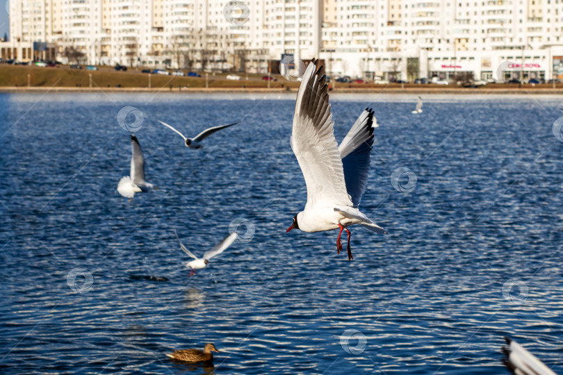 Скачать Группа из нескольких чаек в настоящее время пролетает над большим водоемом фотосток Ozero