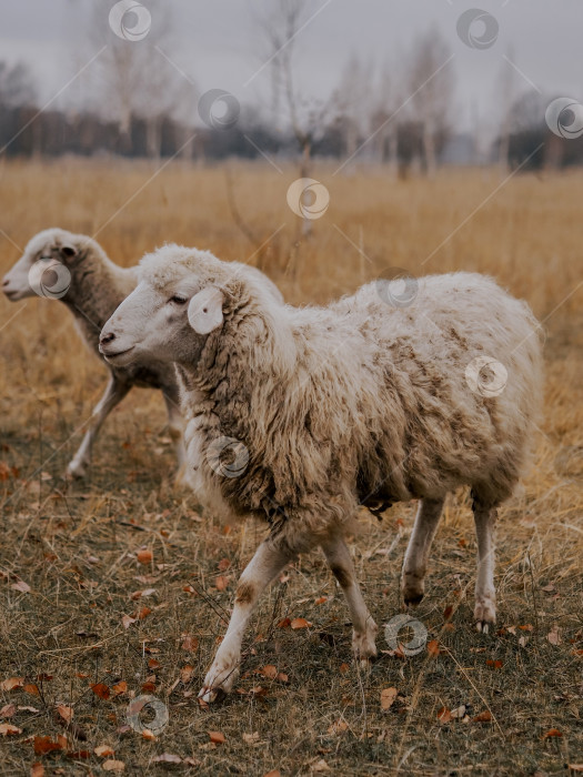 Скачать Белые овцы пасутся на осеннем лугу фотосток Ozero