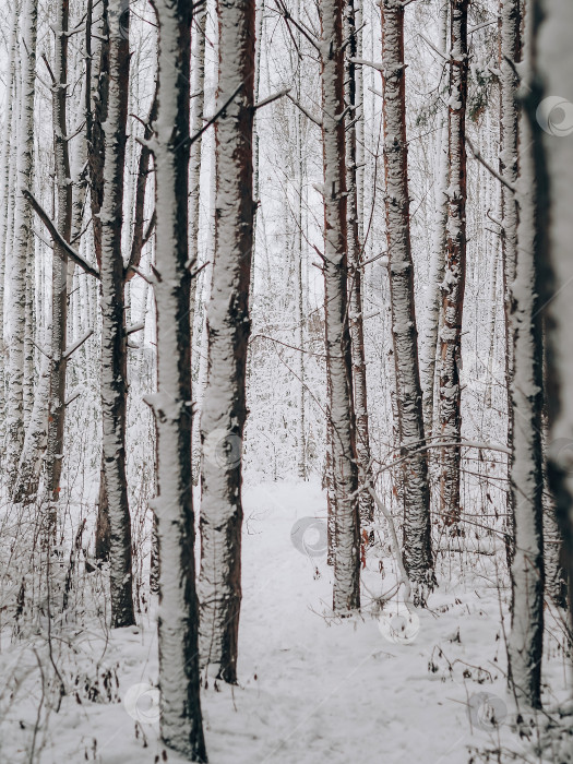 Скачать Березовый лес зимой. Заснеженные березы. Зима в лесу фотосток Ozero