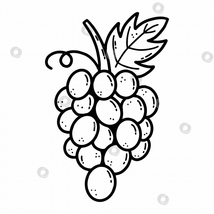 Скачать Гроздь винограда. Векторная иллюстрация каракулей. Свежие ягоды. Здоровая пища. Набросок от руки. фотосток Ozero
