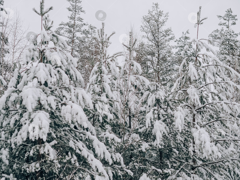 Скачать Зимний лес. Сосны в снегу. Горизонтальное фото фотосток Ozero