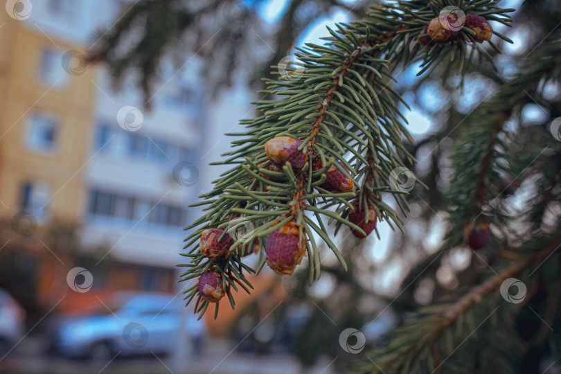 Скачать Шишки фотосток Ozero