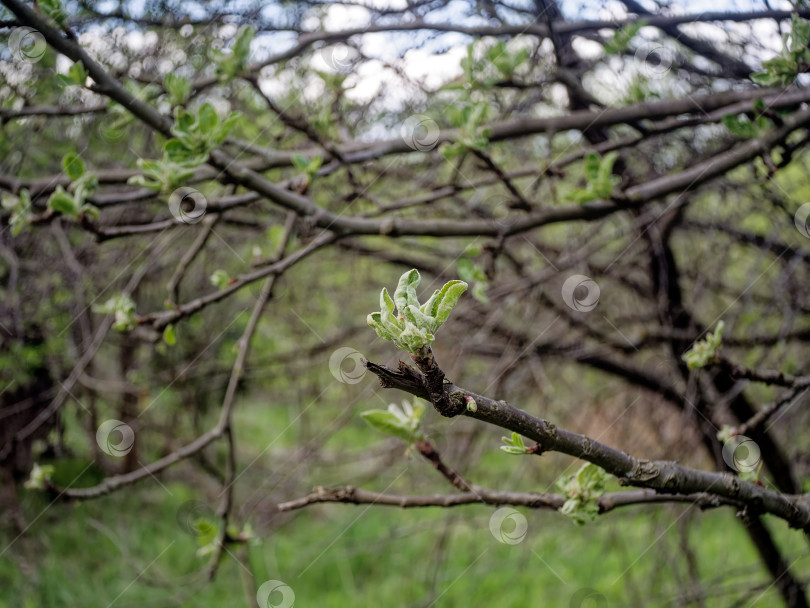 Скачать Молодые листья, распускающиеся на дереве весной фотосток Ozero