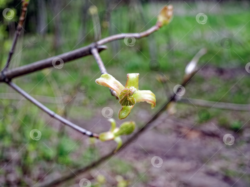 Скачать Молодые листья, распускающиеся на дереве весной фотосток Ozero