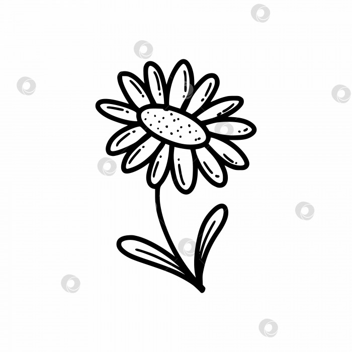 Скачать Цветок на белом фоне. Растение. Векторная иллюстрация каракулей.Нарисованный от руки эскиз. Ромашка. фотосток Ozero