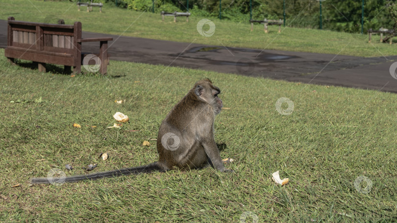 Скачать Обезьяна macaca fascicularis, питающаяся крабами, сидит на зеленой траве лужайки. фотосток Ozero