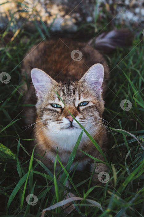 Скачать Кошка фотосток Ozero