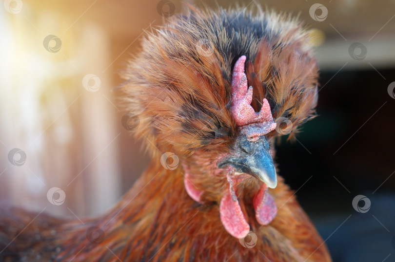 Скачать Портрет золотой русской хохлатой курицы с очень пышной прической из перьев фотосток Ozero