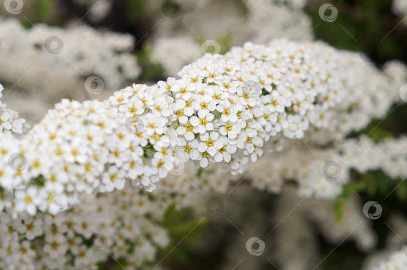 Скачать Цветы спиреи Белой Невесты - много маленьких белых цветочков на всех веточках куста фотосток Ozero