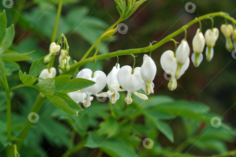 Скачать Дицентра великолепная Альба (Dicentra spectabilis Alba) - цветение фотосток Ozero