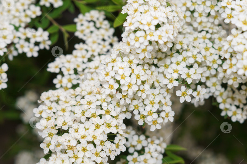 Скачать Цветение спиреи Белой Невесты - много маленьких белых цветочков на всех веточках фотосток Ozero