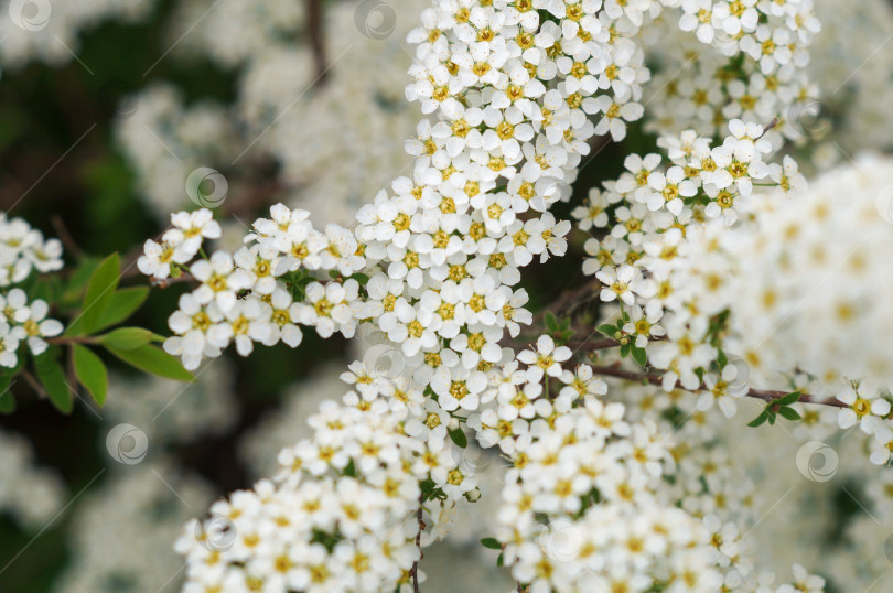 Скачать Много маленьких белых цветочков на всех веточках куста спиреи Белой Невесты фотосток Ozero