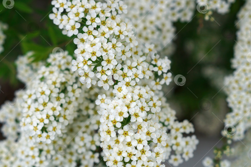 Скачать Много маленьких белых цветочков на всех веточках - цветет спирея с названием Белая Невеста фотосток Ozero