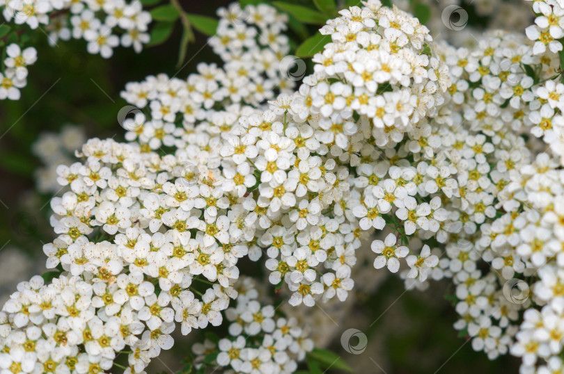 Скачать Цветение спиреи Белой Невесты - много маленьких белых цветочков на всех веточках фотосток Ozero