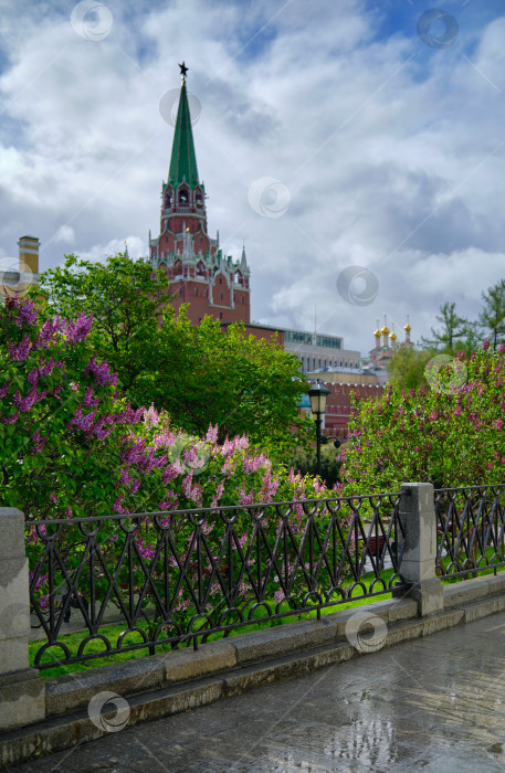 Скачать Москва. Цветущая сирень в Александровском саду и Троицкая башня Кремля. фотосток Ozero