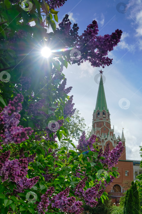 Скачать Москва. Цветущая сирень в Александровском саду и Троицкая башня Кремля. фотосток Ozero