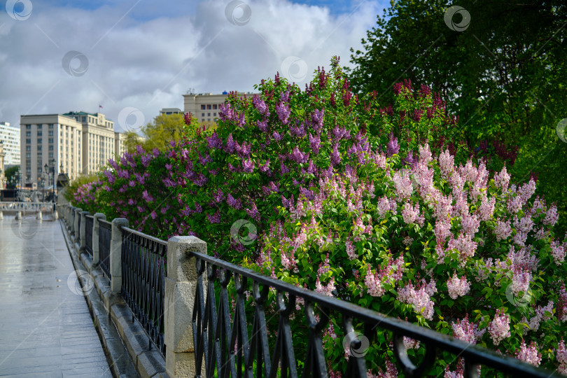 Скачать Москва. Цветущая сирень у ограды Александровского сада. фотосток Ozero