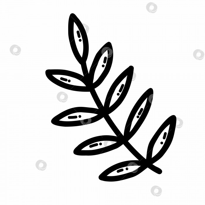 Скачать Лист дерева. Векторная иллюстрация каракулей. Растение. фотосток Ozero
