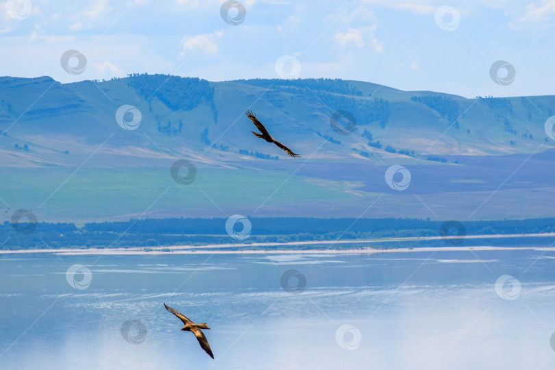 Скачать Орлы фотосток Ozero