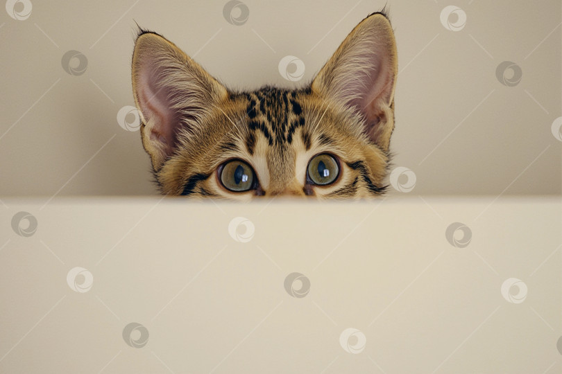 Скачать Любопытный котенок. фотосток Ozero