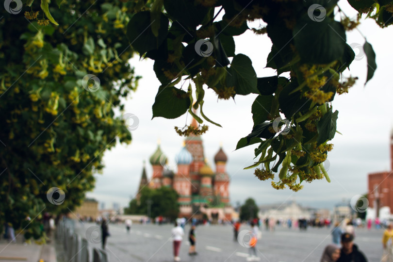 Скачать Вид сквозь ветви дерева на красную площадь г. Москва фотосток Ozero