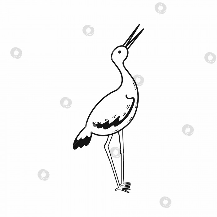 Скачать Аист. Векторная иллюстрация каракулей. Красивая птица. Нарисованный от руки эскиз. фотосток Ozero