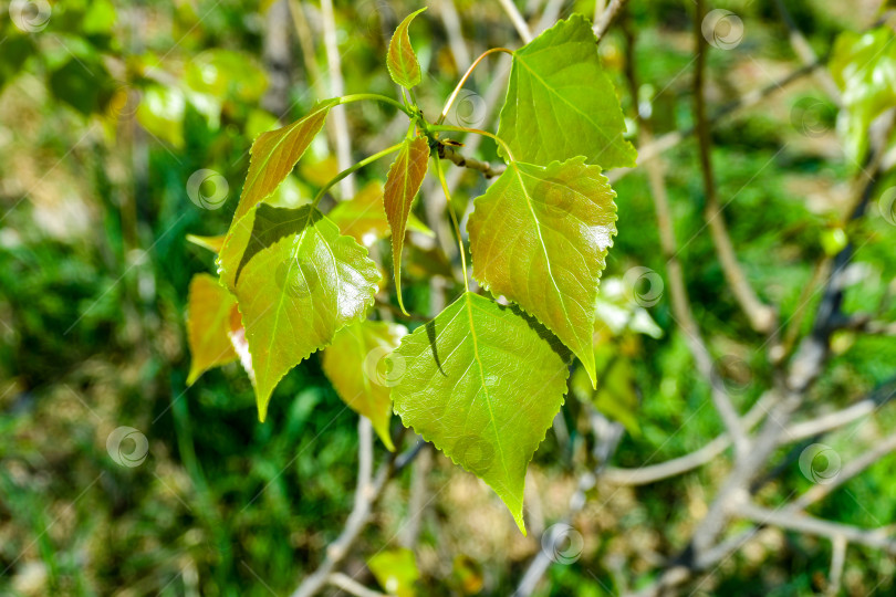 Скачать Молодые листья тополя. фотосток Ozero