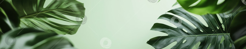 Скачать Пышные листья тропической монстеры на зеленом фоне в природной и дизайнерской тематике фотосток Ozero