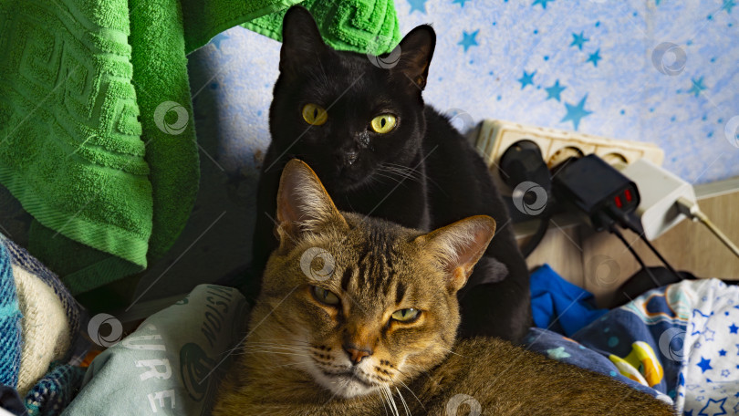 Скачать коты смотрят в камеру, один кот смотрит удивлённо, а второй с некоторым презрением фотосток Ozero