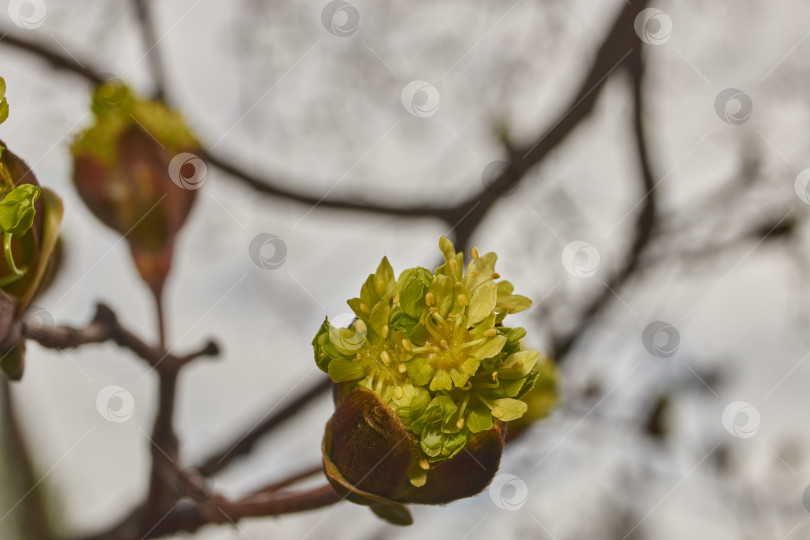 Скачать Распускаются цветочные почки клена остролистного (лат. Acer platanoides). фотосток Ozero