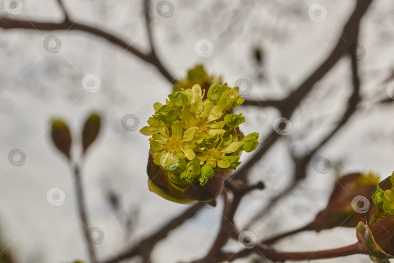 Скачать Распускаются цветочные почки клена остролистного (лат. Acer platanoides). фотосток Ozero