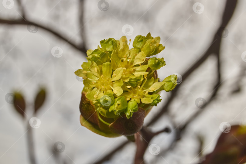 Скачать Распускаются цветочные почки клена остролистного (лат. Acer platanoides). фотосток Ozero
