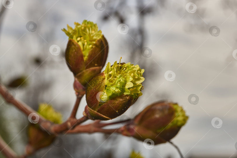 Скачать Распускаются цветочные почки клена остролистного (лат. Acer platanoides). фотосток Ozero