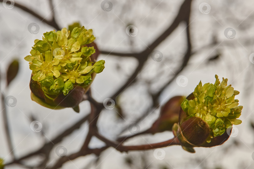 Скачать Распускаются цветочные почки клена остролистного (лат. Acer platanoides). фотосток Ozero
