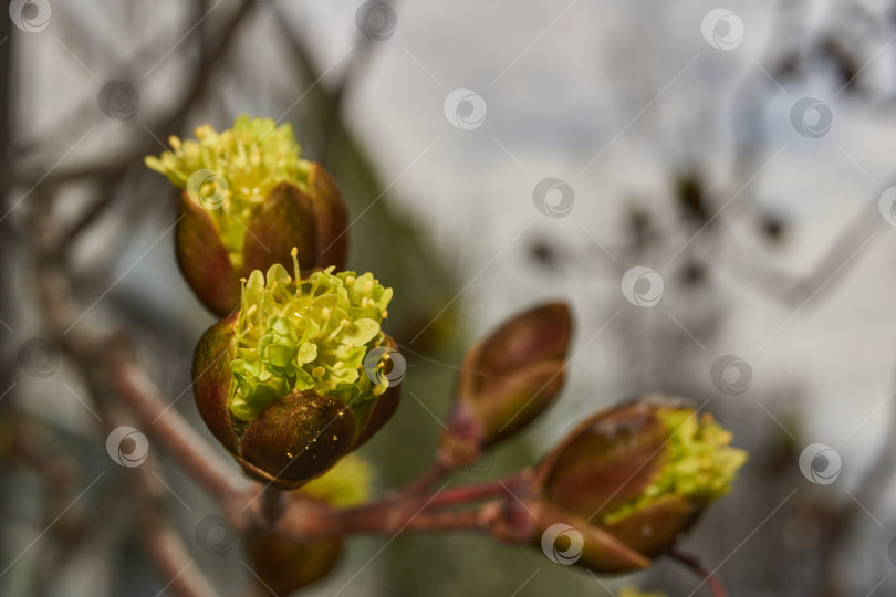 Скачать Распускаются цветочные почки клена остролистного (лат. Acer platanoides). фотосток Ozero