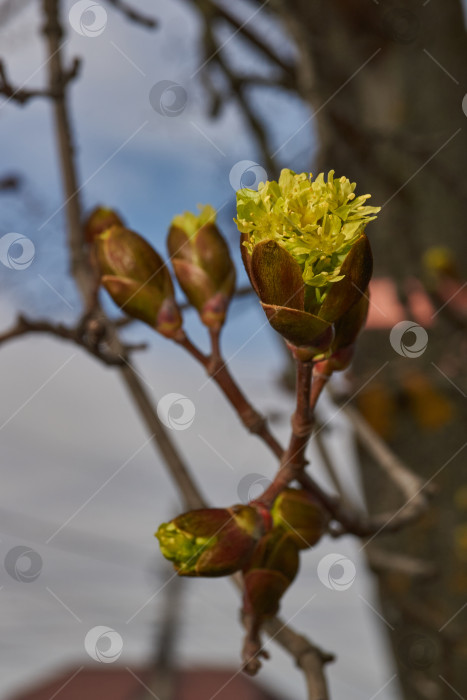 Скачать Распускаются цветочные почки клена остролистного (лат. Acer platanoides). фотосток Ozero