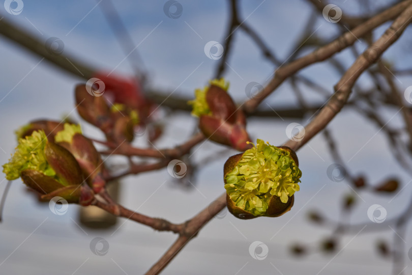 Скачать Распускаются цветочные почки клена остролистного (лат. Acer platanoides). фотосток Ozero