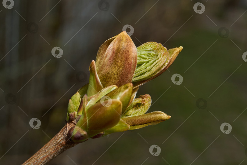 Скачать Из листовых почек клена остролистного (лат. Acer platanoides) распустились листья. фотосток Ozero