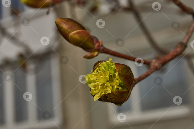 Скачать Распускаются цветочные почки клена остролистного (лат. Acer platanoides). фотосток Ozero
