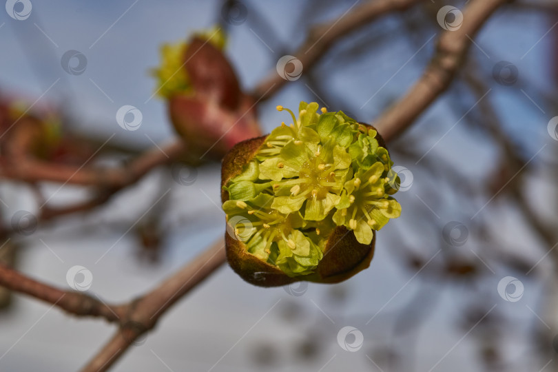 Скачать Распускаются цветочные почки клена остролистного (лат. Acer platanoides). фотосток Ozero